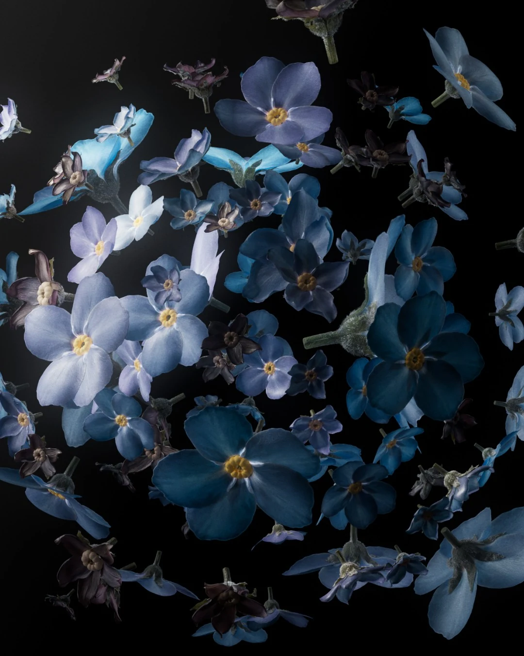 A cloud of blue flowers in motion.