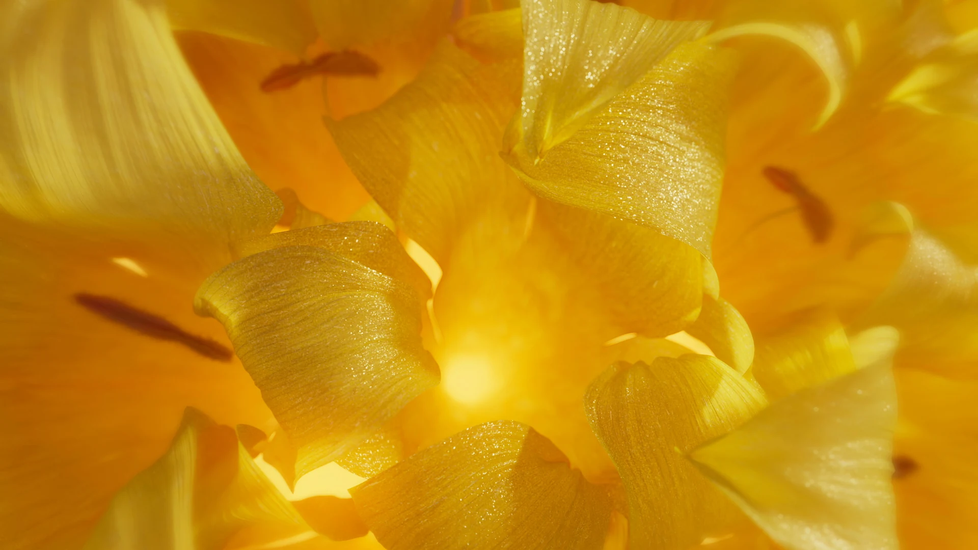 Light passing through golden petals.